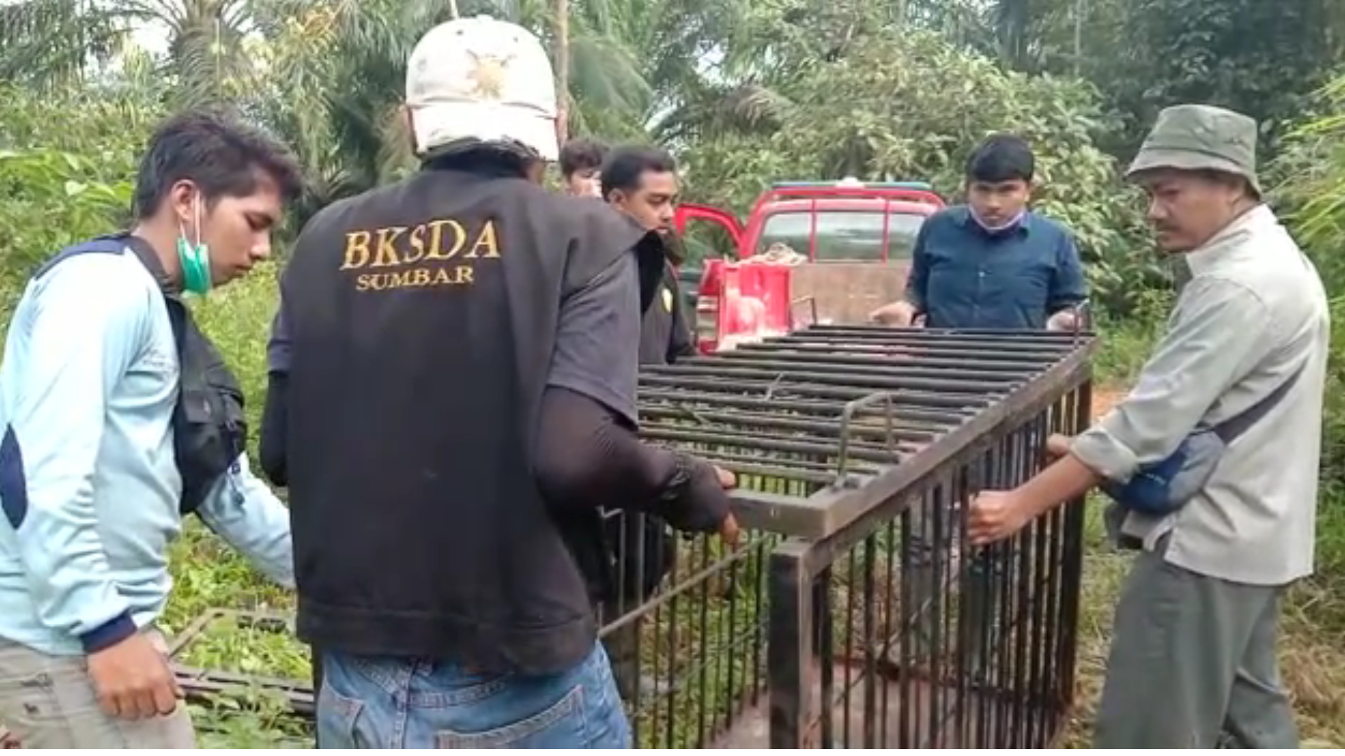 Petugas Resor Konservasi Sumber Daya Alam (KSDA) Agam, Sumatera Barat memasang tiga unit perangkap untuk mengevakuasi Harimau Sumatra (Panthera Tigris Sumatrae) yang muncul di perkebunan  area Hak Guna Usaha (HGU) PT.Pasaman Marama Sejahtera, di Nagari Su