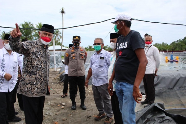 Gubernur Sumbar Mahyeldi (kiri) melihat proses pengelolaan udang vaname di Tiku Kabupaten Agam, Jumat (20/8/2021). 