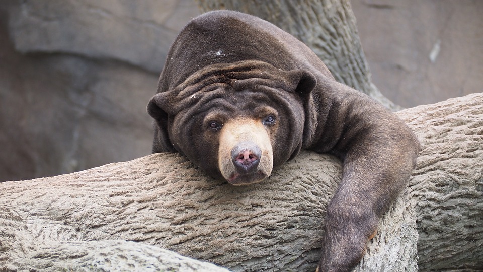 Salah stau bentuk beruang. (Foto: Dok. Pixabay)