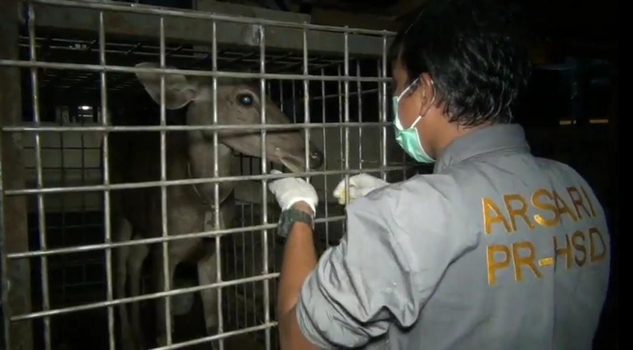 Dokter hewan di Dharmasraya mengevakuasi rusa ambar dari pelaku senpi ilegal. (Foto: Dok. Istimewa)