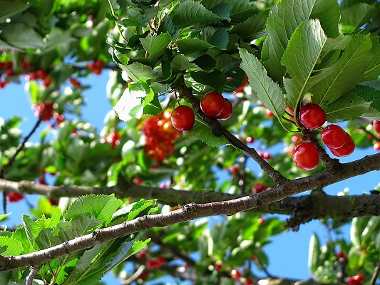 Ilustrasi pohon buah. (Foto: Dok. Shutterstock)