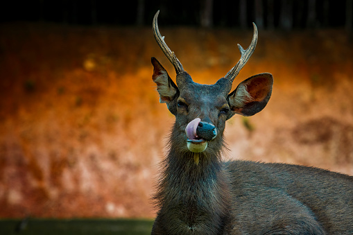 Bentuk rusa sambar jenis jantan. (Foto: iStock)