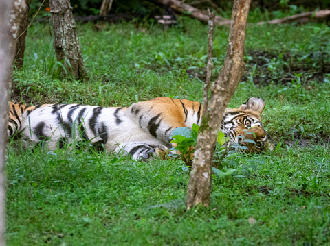Ilustrasi Harimau Sumatera. (Foto: Dok. iStock)