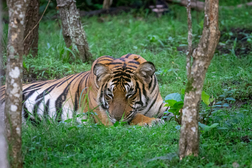 Salah satu penampakan Harimau Sumatera. (Foto: Dok. iStock)