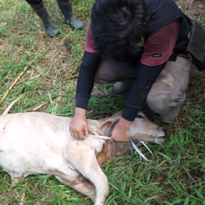 Kondisi sapi milik warga yang diterkam Harimau Sumatera di Palembayan, Kabupaten Agam. (Foto: Dok. BKSDA Sumbar)