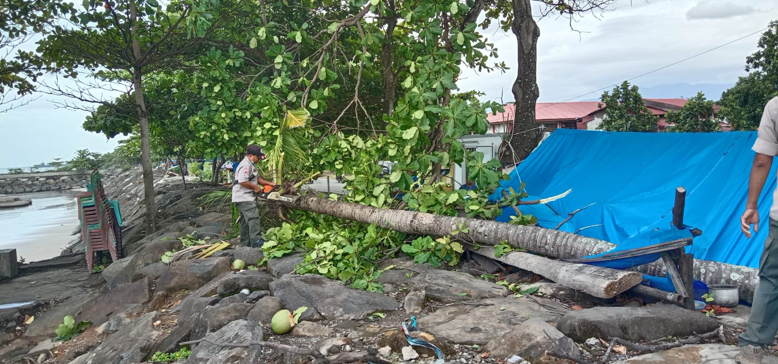 Petugas TRC BPBD Kota Padang memotong pohon kelapa yang tumbang di kawasan Pantai Padang. (Foto: Dok. BPBD Kota Padang)