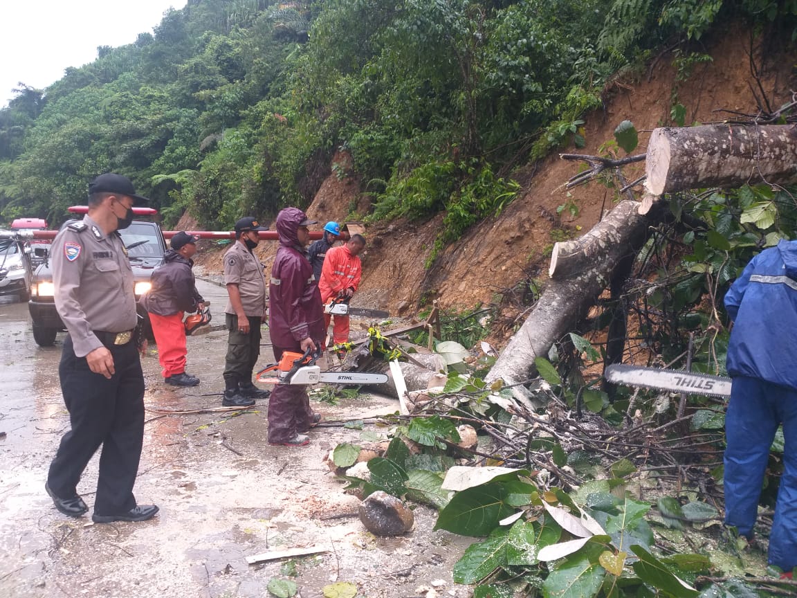 Pembersihan material pohon tumbang di wilayah Padang, Sumatera Barat saat hujan terjadi dengan intensitas ringan dan sedang sejak malam hingga Jumat (17/12/2021)