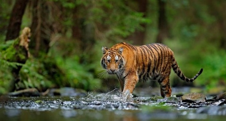 Harimau Sumatera. (Foto: Dok. Shutterstock)