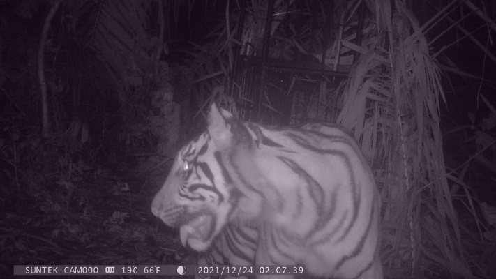 Ilustrasi Harimau Sumatera yang masuk perangkap. (Foto: Dok. BKSDA Sumbar)