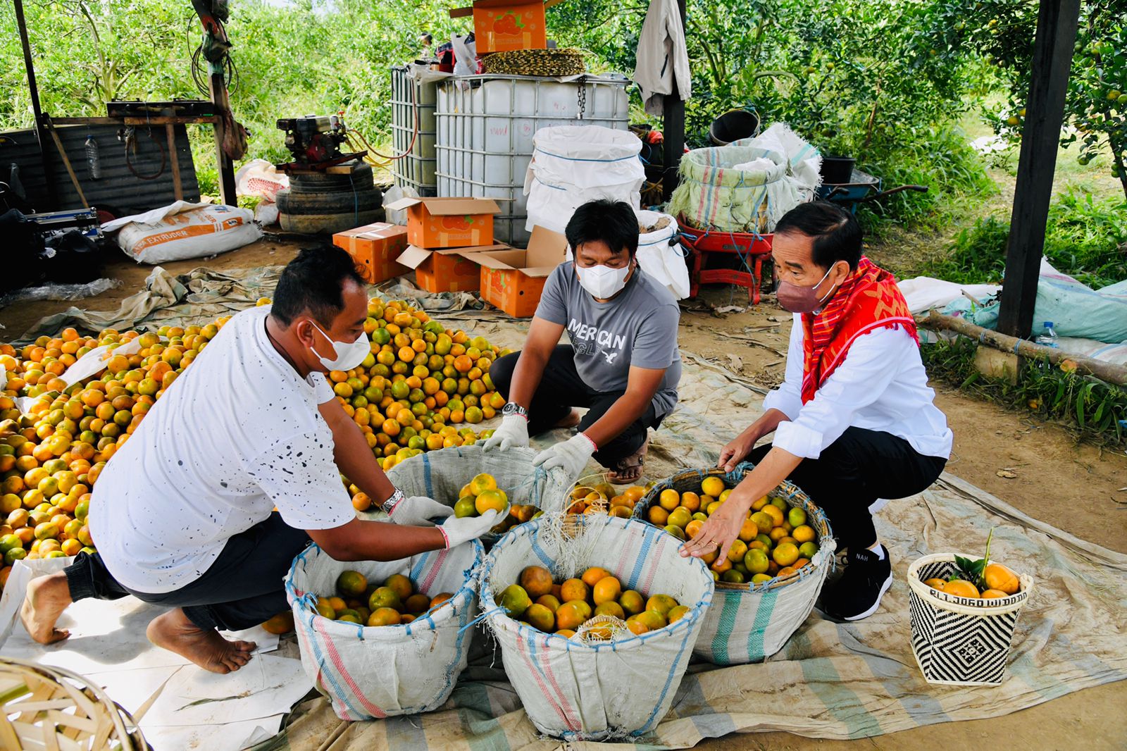 Presiden Joko Widodo mengunjungi lokasi produksi jeruk di Sumatera Utara