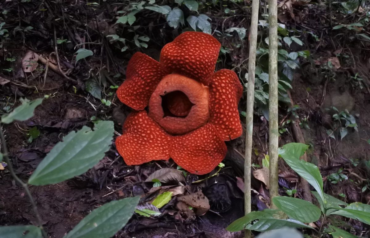 Bunga Rafflesia Arnoldii. (Foto: Ade Yuandha/Halonusa)