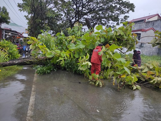 Pohon tumbang di kawasan Lolong Belanti. (Foto: Dok. BPBD Kota Padang)