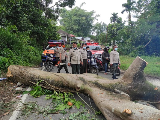 Pohon tumbang di kawasan Gunung Sarik, Kecamatan Kuranji. (Foto: Dok. BPBD Padang)