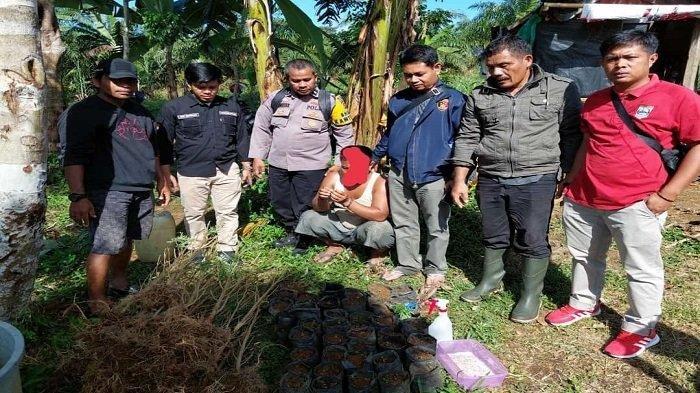 Resnarkoba Polres Pasaman Barat menangkap warga karena memiliki pohon ganja yang berada di lahan kebun jagung miliknya.