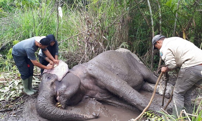 Seekor gajah liar Sumatera berjenis kelamin betina yang ditemukan warga di kawasan Lamtamot, Kecamatan Lembah Seulawah. (Foto: Dok. BKSDA)