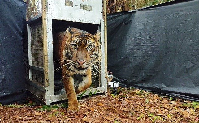 Pelepasliaran Harimau Sumatera bernama Lanustika. (Foto: Dok. PR-HSD Arsari)
