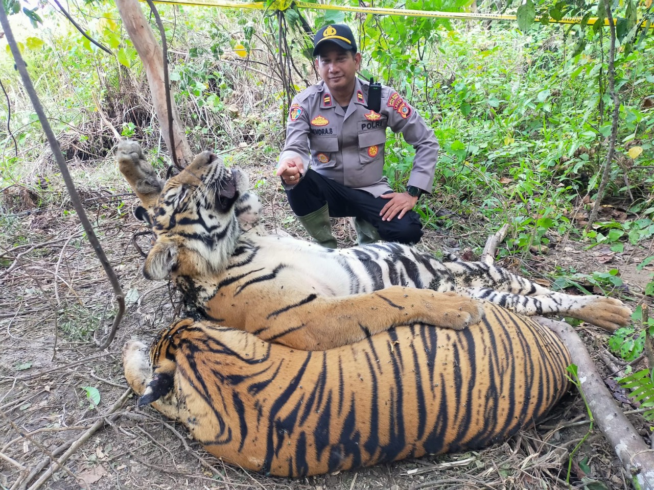 Dua Harimau Sumatra (Panthera Tigris Sumatrae) tewas terjerat perangkap babi hutan di hutan sekitaran PT. Aloer Timur Desa Sri Mulya, Kecamatan Peunaron, Kabupaten Aceh Timur, Minggu, (24/04/2022).