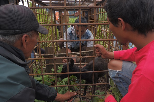 Ilustrasi, BKSDA Sumatera Barat memasang perangkap untuk menangkap seekor harimau di Solok pada tahun 2020 lalu (Foto Halbert Caniago)