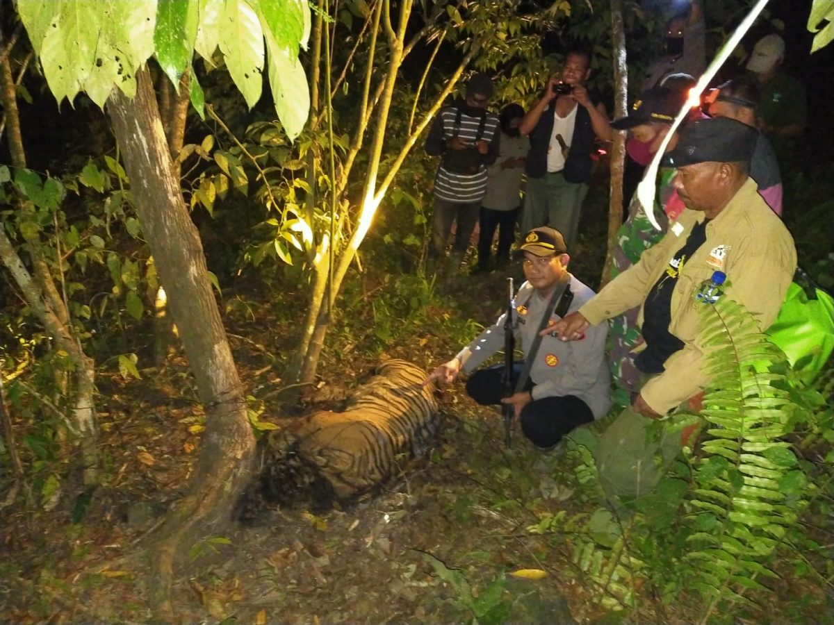 Kembali personel Polsek Serbajadi bersama Koramil 01 PnrPeunaron dan FKL menemukan jenazah Harimau Sumatra (Panthera Tigris Sumatrea) yang tewas akibat perangkap jerat babi di sekitaran PT Aloer Timur Desa Sri Mulya, Kecamatan Peunaron, Kabupaten Aceh Tim