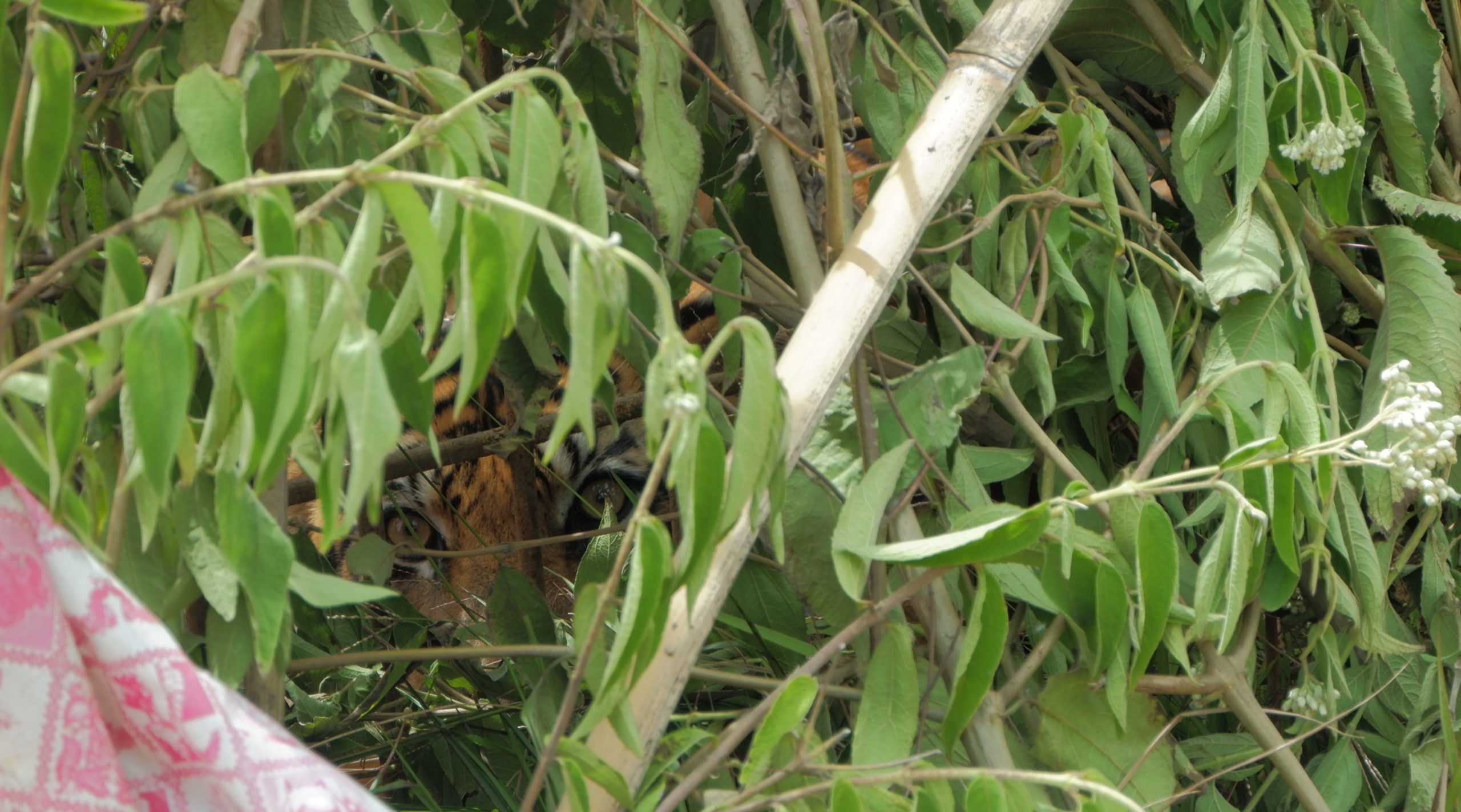 ilustrasi seekor harimau ditangkap oleh BKSDA Sumatera Barat (foto Halbert Caniago)