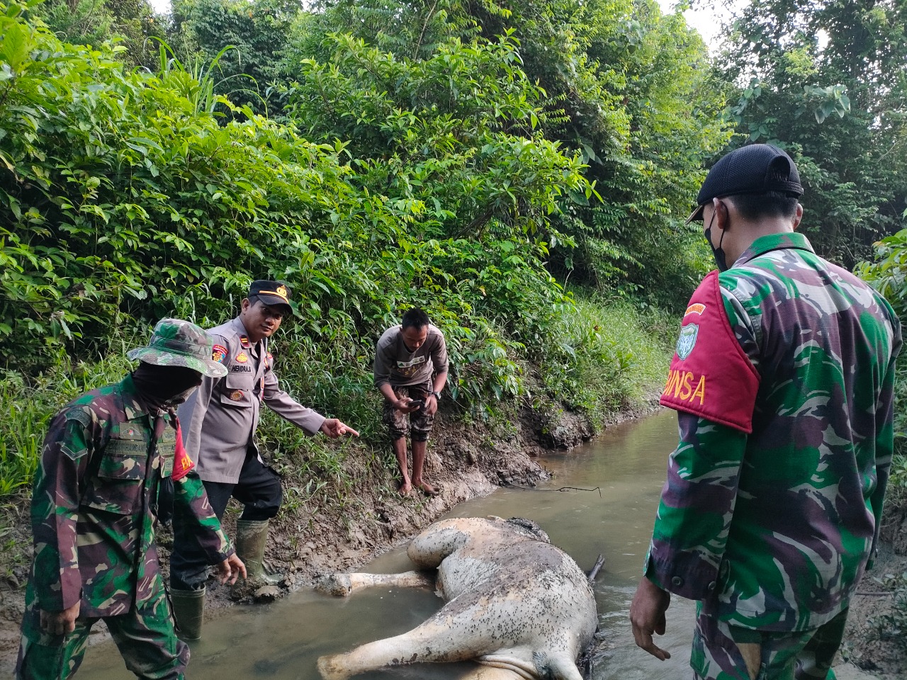 Seekor Gajah Ditemukan Mati di Aceh Timur