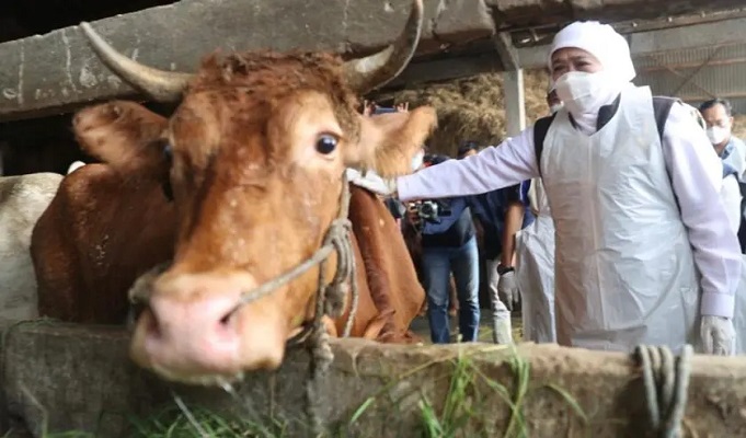 Petugas mengecek kondisi sapi yang terpapar Penyakit Mulut dan Kuku (PMK). (Foto: Dok. Istimewa)