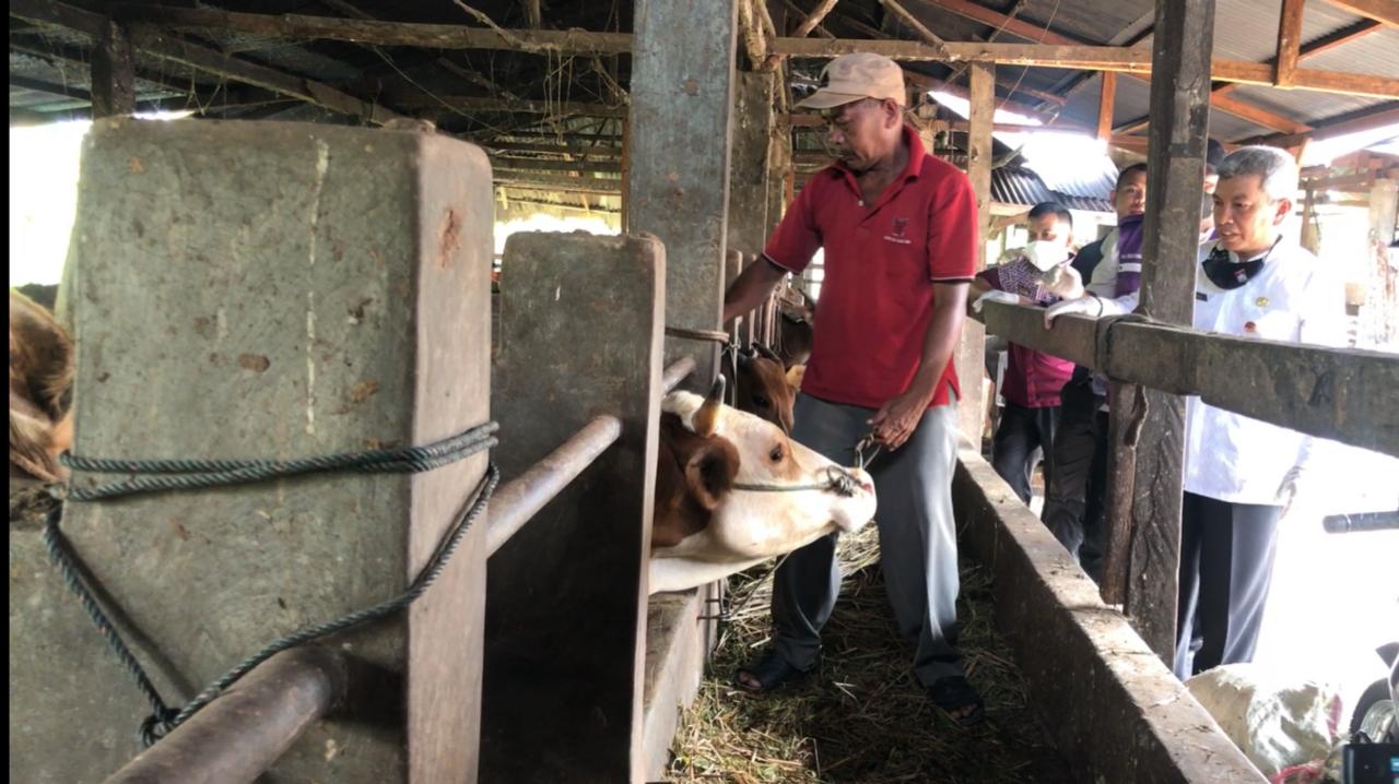 Kepala Dinas Pertanian Kota Padang sedang melakukan pengecekan hewan ternak