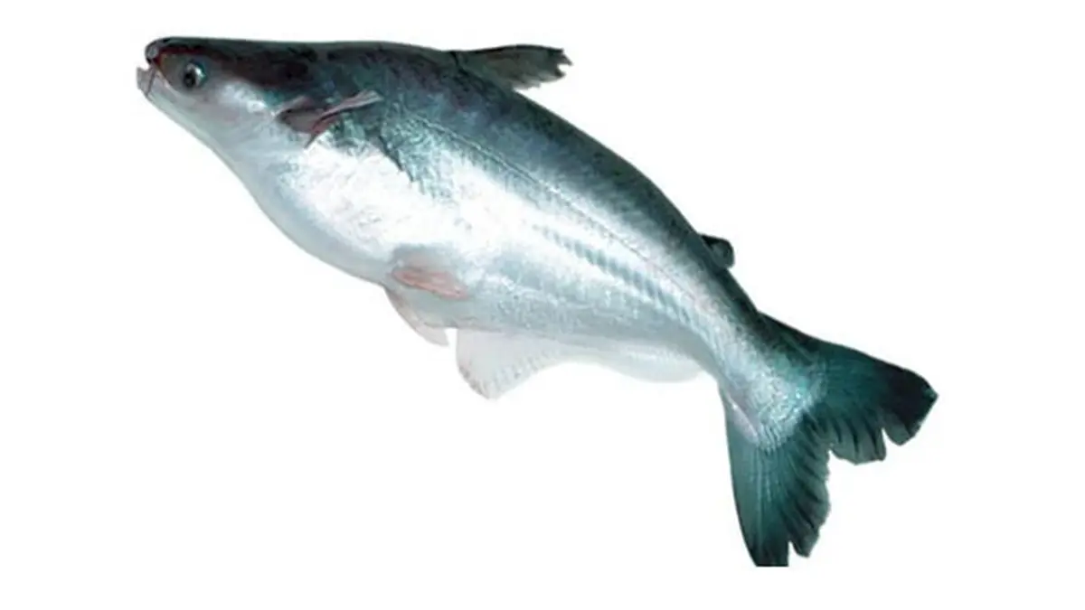 Ikan Patin (Fimela.com)