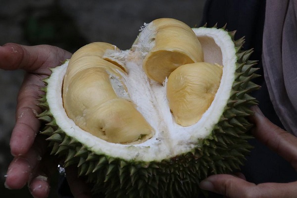 Ilustrasi durian. (Foto: Dok. Pixabay)