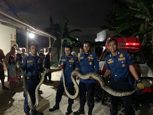 Dua ekor ular dievakuasi petugas Dinas Damkar Padang pada Selasa (12/7/2022) malam. (Foto: Dok. Istimewa)