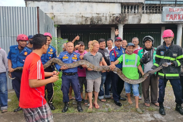 Evakuasi ular piton sepanjang lima meter di kawasan Cengkeh, Kecamatan Lubuk Begalung, Selasa (30/8/2022) pagi. (Foto: Istimewa/Dok. Dinas Damkar Padang)