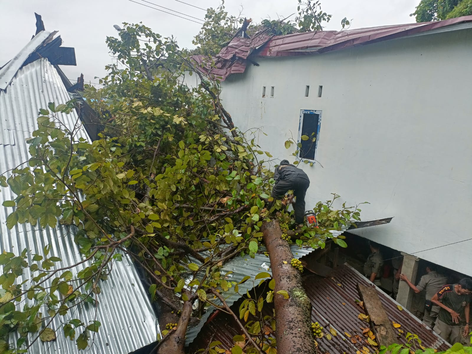 Tim BPBD Padang melakukan evakuasi pohon tumbang (Foto: Istimewa)