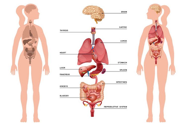 Ilustrasi organ tubuh manusia