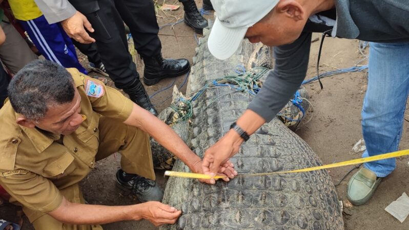 Petugas Mengukur Panjang Buaya yang diamankan warga di Pasaman Barat (Foto: Istimewa)