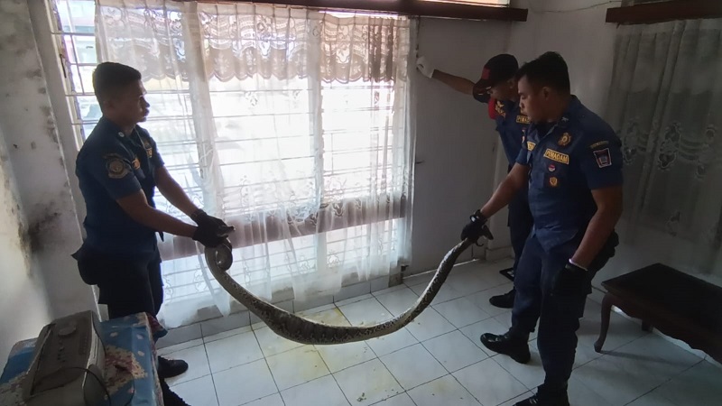 Personel Damkar Padang mengevakuasi ular Python yang masuk ke dalam rumah warga