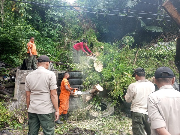 Tim BPBD Padang melakukan evakuasi pohon tumbang