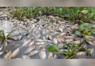 Tangkapan layar ikan mati di Danau Maninjau. (Foto: Instagram pdg24jam)