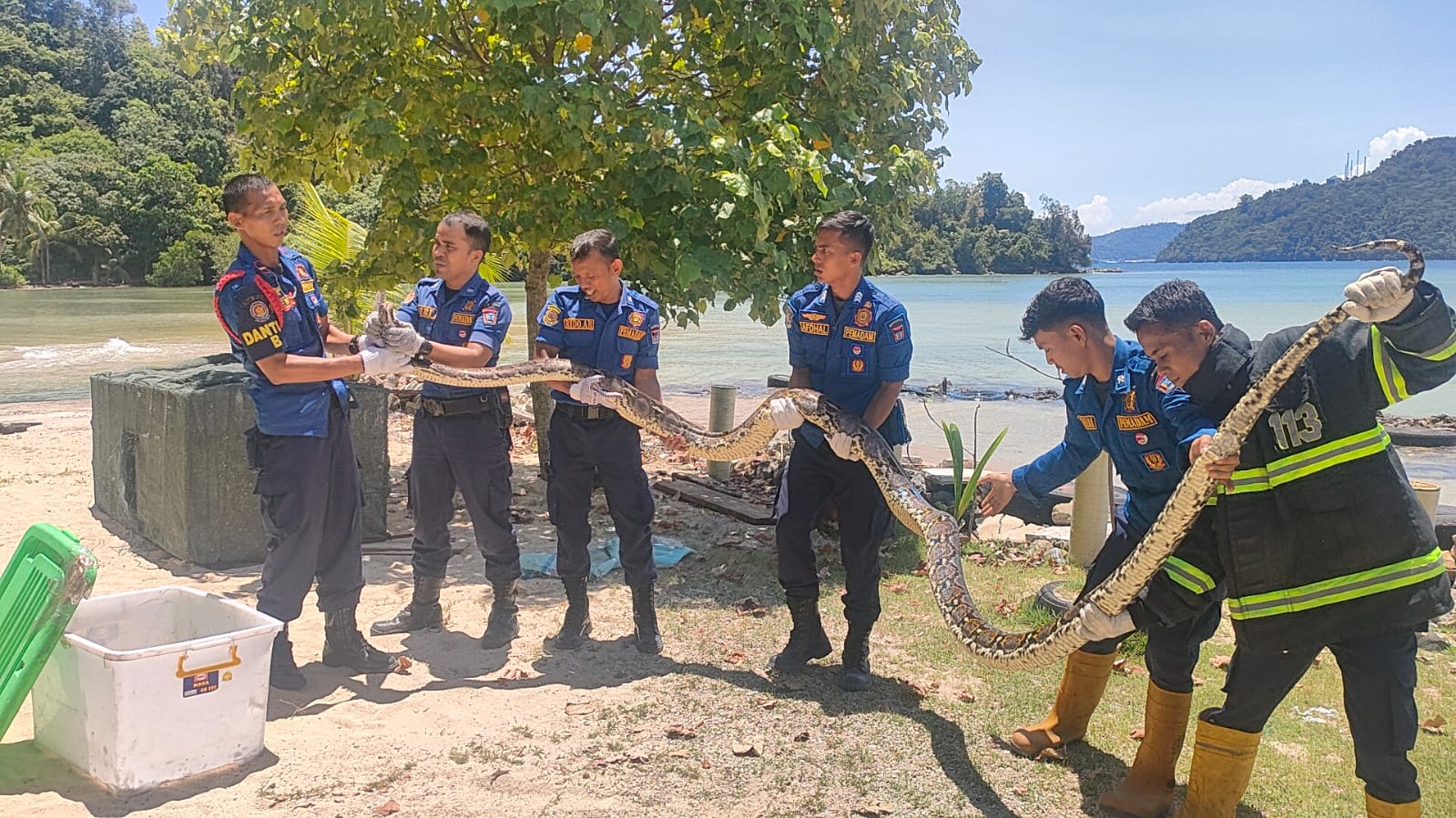 Personel Damkar Padang menangkap seekor ular python berukuran 6 meter
