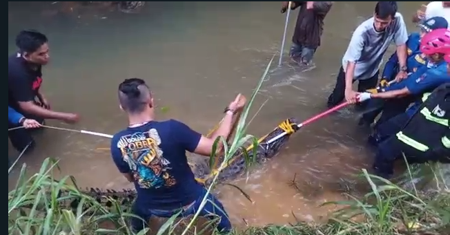 Tim Damkar Padang dibantu oleh warga mengevakuasi buaya sepanjang 3,5 meter di Sungai Bangek