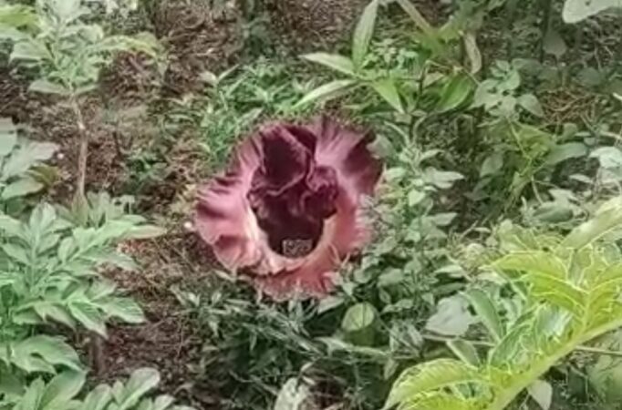 Bunga Bangkai yang ditemukan warga di Pauh Padang 