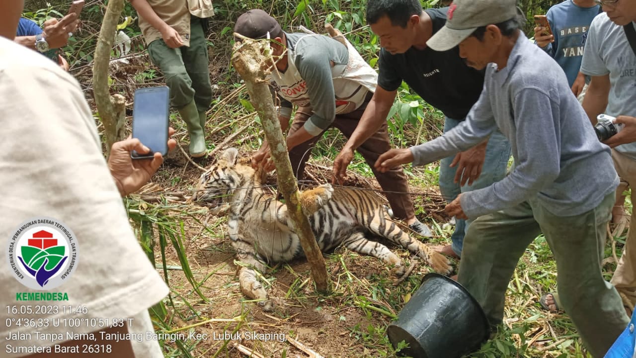 Petugas dan warga mengevakuasi Harimau Sumatera yang terkena jerat babi di Pasaman (Foto: BKSDA Sumbar)