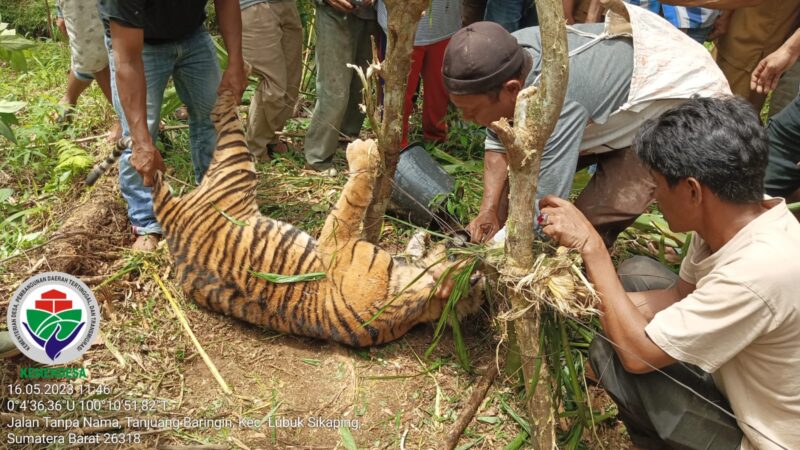 Harimau Sumatera tewas terkena jerat babi di Pasaman (Foto: BKSDA Sumbar)