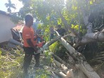 Petugas BPBD Kota Padang melakukan evakuasi pohon tumbang