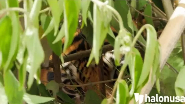 Harimau tengah mengintip dibalik semak. (Foto: Halbert Caniago/Halonusa)