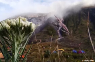Bunga Edelweis di Gunung Talang. (Foto: Heru Candriko)