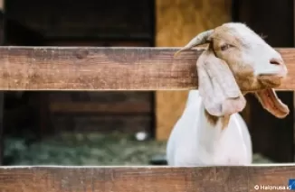 Kambing salah satu hewan kurban saat Hari Raya Idul Adha. (Foto: Akseleran.co.id)