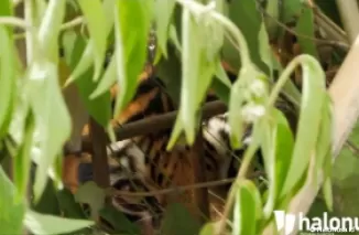 Harimau tengah mengintip dibalik semak. (Foto: Halbert Caniago/Halonusa)