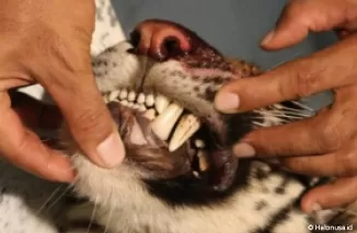 Harimau Sumatera diperiksa oleh Tim BKSDA Sumbar. (Foto: BKSDA Sumbar)