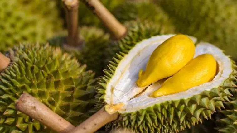 Ilustrasi durian. (Foto: iStockphoto/Picnote)