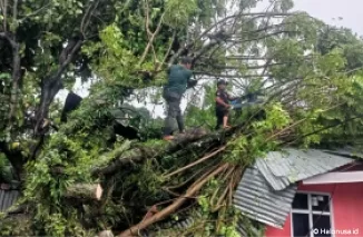 Pohon tumbang disejumlah titik di Kota Padang. (Foto: Istimewa)
